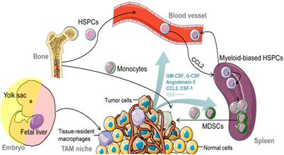 Reprogramming tumor-associated macrophages as a unique approach to target tumor immunotherapy